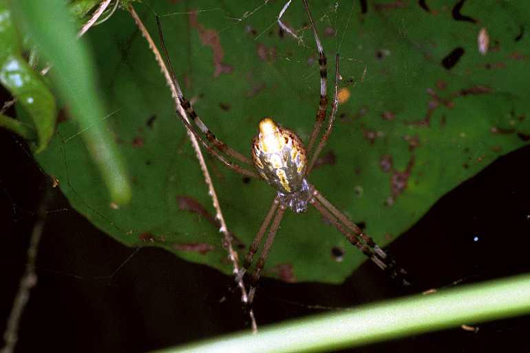 Argiope_extensa_F0813_Z_85_Maurilyan harbour_Australie.jpg